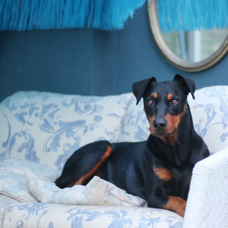 Demi Deutsche Pinscher vom Blauen Haus